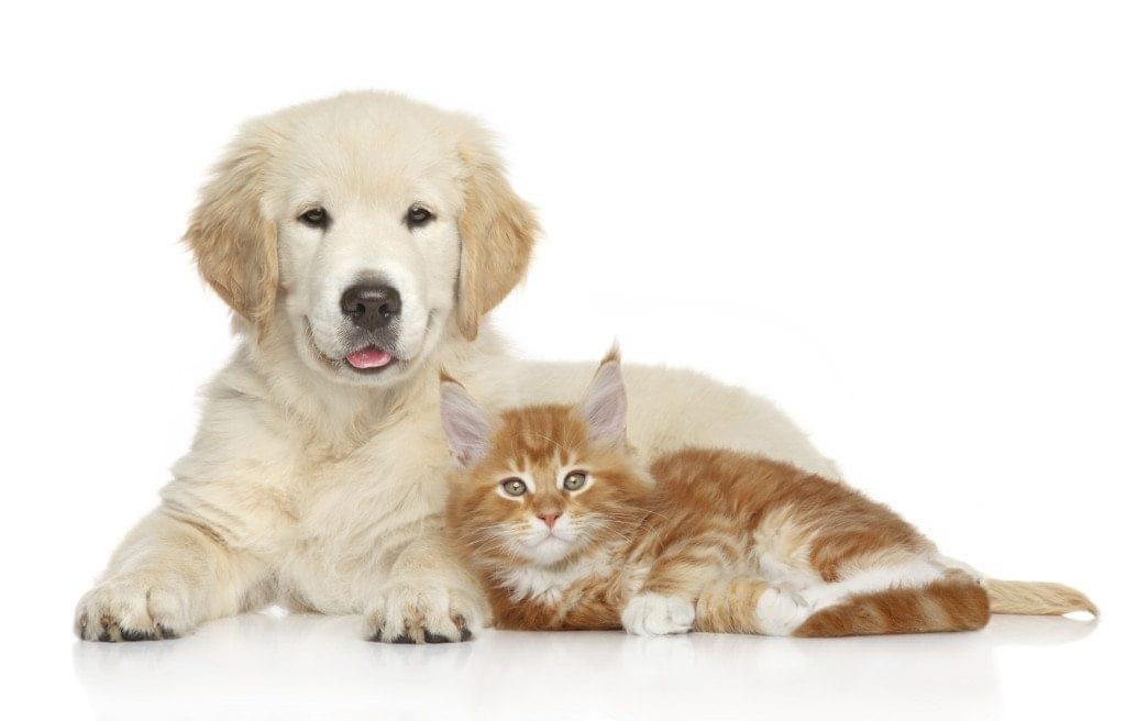 dog and cat