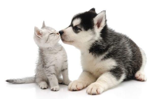 dogs